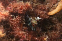 Helcogramma decurrens