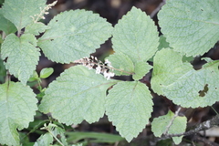 Plectranthus