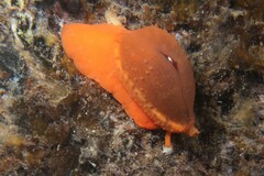 Notocypraea comptonii