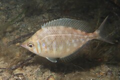 Parequula melbournensis