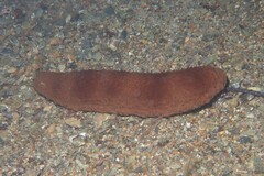 Australostichopus mollis