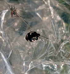 Tritomegas bicolor