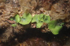 Dictyosphaeria sericea