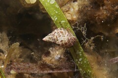 Phasianella australis