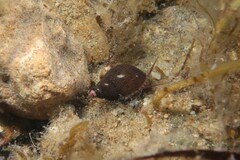 Phasianella australis