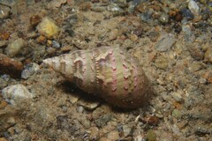 Phasianella australis