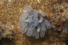 Clavelina moluccensis