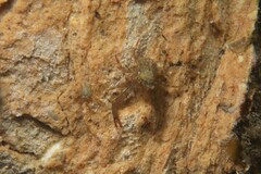 Galathea australiensis