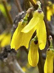 Forsythia suspensa