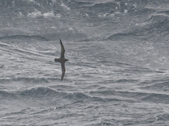 Ardenna tenuirostris