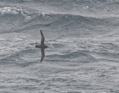 Ardenna tenuirostris