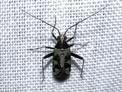 Phytocoris nigricollis
