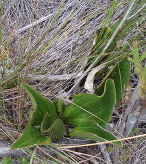 Lichtensteinia latifolia