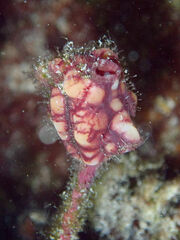 Pyura gibbosa