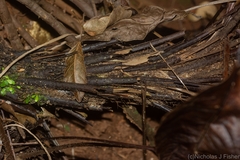 Alsophila leichhardtiana