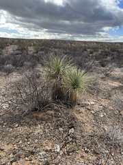 Yucca elata