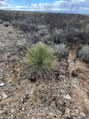 Yucca elata