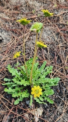 Berlandiera subacaulis