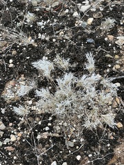 Dasyochloa pulchella