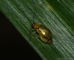 Monolepta