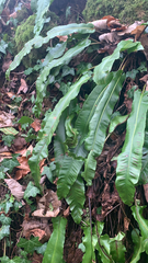 Asplenium scolopendrium