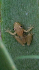 Scinax squalirostris