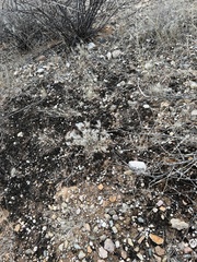 Dasyochloa pulchella