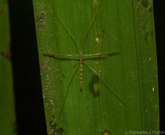 Skuseomyia eximia
