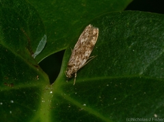 Oecophorinae