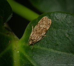 Oecophorinae