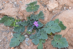 Erodium cicutarium cicutarium