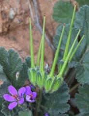 Erodium cicutarium cicutarium