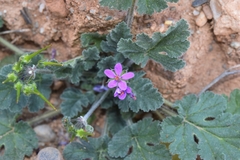Erodium cicutarium cicutarium