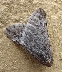 Alsophila aescularia