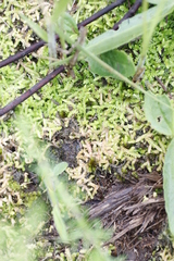 Selaginella mittenii