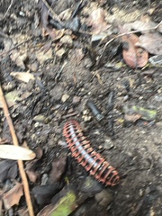 Apheloriini