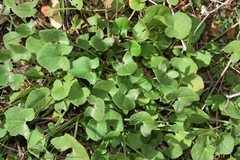 Rumex induratus