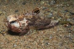 Maxillicosta scabriceps