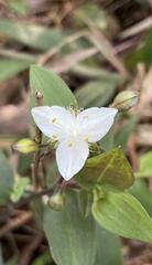 Tradescantieae