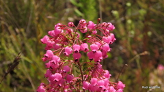 Erica lateralis