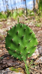 Opuntia austrina