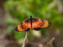 Acraea natalica