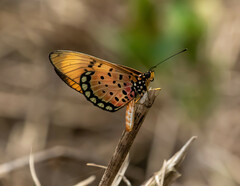 Acraea natalica