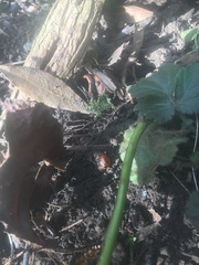 Coccinella septempunctata