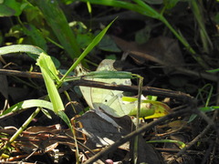 Protogoniomorpha parhassus