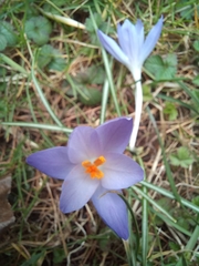Crocus tommasinianus