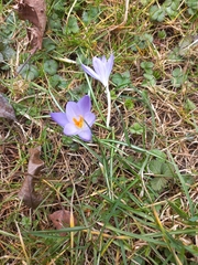Crocus tommasinianus