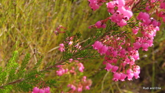 Erica lateralis