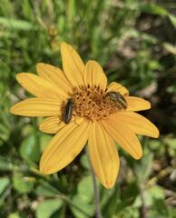 Aspilia montevidensis