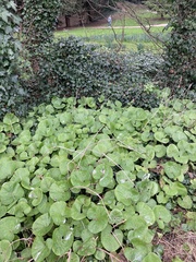 Petasites pyrenaicus